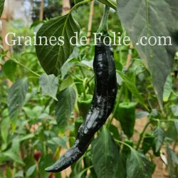 PIMENT mexicain PASILLA BAJIO semences bio produite en France