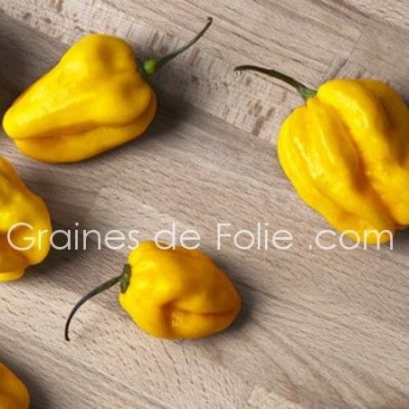 PIMENT Mexicain HABANERO JAUNE capsicum chinense très fort et fruité graines certifiées bio