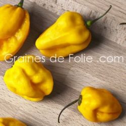 PIMENT Mexicain HABANERO JAUNE capsicum chinense très fort et fruité graines certifiées bio