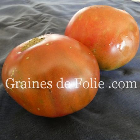 TOMATE NUITs AUSTRALEs graines bio variétés anciennes