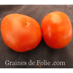 TOMATE ORIGINALE DE ZURICH semences paysannes bio