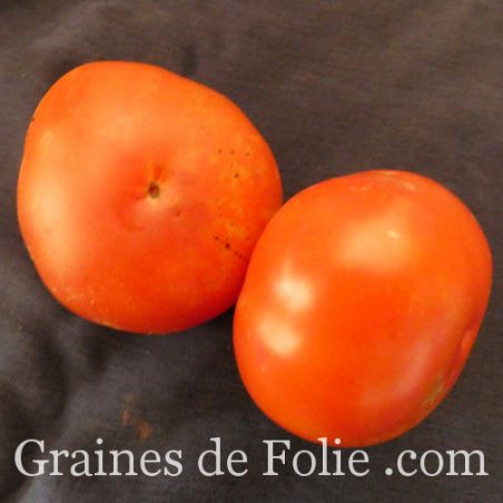 TOMATE ORIGINALE DE ZURICH semences paysannes bio