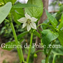 Poivron ACONCAGUA variété productive douce et juteuse graines potagères bio Poivron ACONCAGUA variété productive douce et juteuse graines potagères bio