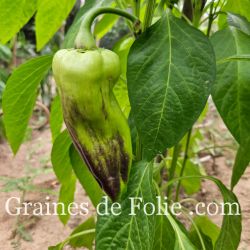 Poivron ACONCAGUA variété productive douce et juteuse graines potagères bio Poivron ACONCAGUA variété productive douce et juteuse graines potagères bio