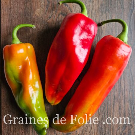 Poivron ACONCAGUA variété productive douce et juteuse graines potagères bio Poivron ACONCAGUA variété productive douce et juteuse graines potagères bio