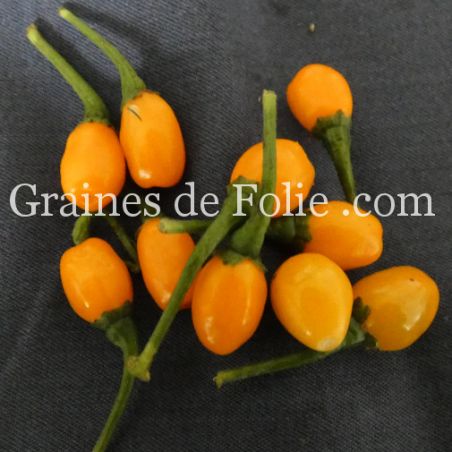 PIMENT Péruvien AJI CHARAPITA capsicum chinense variété ancienne BIO cultivée en France