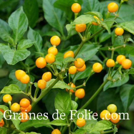 PIMENT Péruvien AJI CHARAPITA capsicum chinense variété ancienne BIO cultivée en France