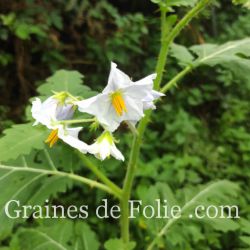 TOMATE LITCHI - MORELLE DE BALBIS solanum sisymbriifolium semences bio graines de Folie