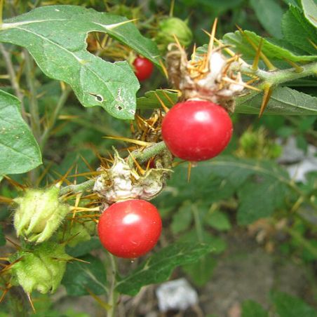 TOMATE LITCHI - MORELLE DE BALBIS solanum sisymbriifolium semences bio nightshade wikimedia