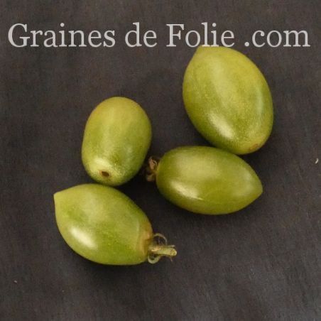 TOMATE GREEN ENVY mini prune semences paysanne bio graines de folie