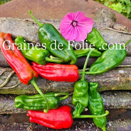 PIMENT Japonais SHISHITO semences bio produite en France Graines de Folie