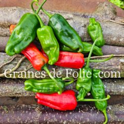 PIMENT Japonais SHISHITO semences bio produite en France Graines de Folie