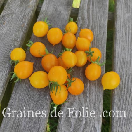 TOMATE Italienne DEL PIENNOLO GIALLO DI VESUVE semences bio Graines de Folie