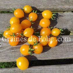 TOMATE Italienne DEL PIENNOLO GIALLO DI VESUVE semences bio Graines de Folie