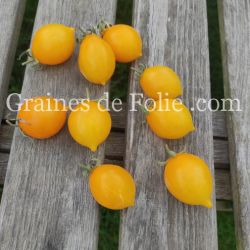 TOMATE Italienne DEL PIENNOLO GIALLO DI VESUVE semences bio Graines de Folie