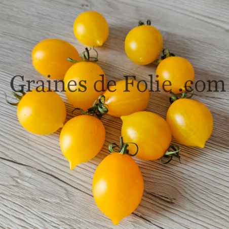 TOMATE Italienne DEL PIENNOLO GIALLO DI VESUVE semences bio Graines de Folie