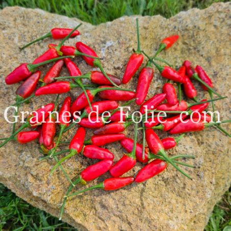 PIMENT THAÏ DRAGON semences bio Graines de Folie