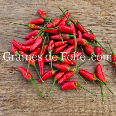PIMENT THAÏ DRAGON semences bio Graines de Folie