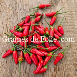 PIMENT THAÏ DRAGON semences bio Graines de Folie