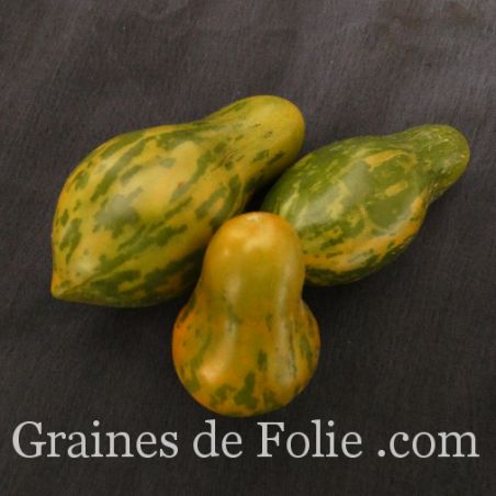 TOMATE MICHAEL POLLAN semences produite en France Graines de Folie