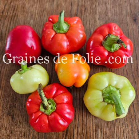 Poivron Hongrois ALMA PAPRIKA semences bio Graines de Folie