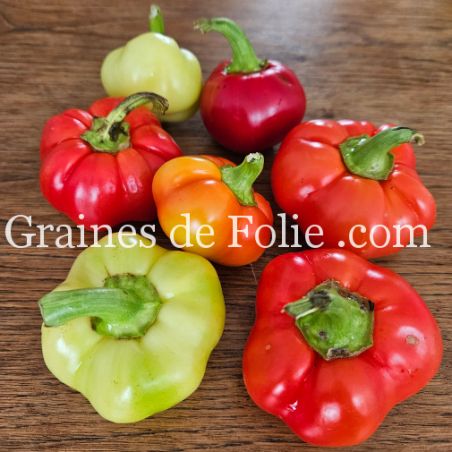 Poivron Hongrois ALMA PAPRIKA semences bio Graines de Folie