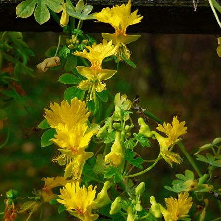 Capucine des CANARIES tropaeolum peregrinum Niepokój Zbigniew-wikimedia graines fleurs grimpantes