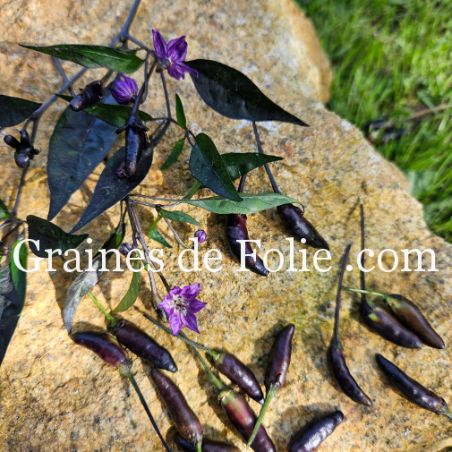 Petit PIMENT fort ZIMBABWE BLACK semences bio Graines de Folie