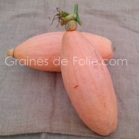 BIO COURGE PINK JUMBO BANANA semences certifiées Agriculture Biologique