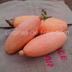 BIO COURGE PINK JUMBO BANANA graines semences certifiées AB 