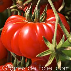 TOMATE COSTOLUTO GENOVESE