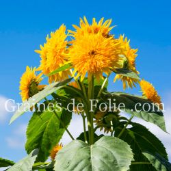  TOURNESOL DOUBLE GEANT DE CALIFORNIE graines semences fleurs