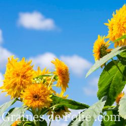  TOURNESOL DOUBLE GEANT DE CALIFORNIE graines semences helianthus