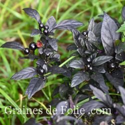  BIO PIMENT BLACK PEARL graines semences paprika seeds samen zaden semi semilla pepper