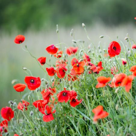 COQUELICOT SAUVAGE Papaver rhoeas graines semences