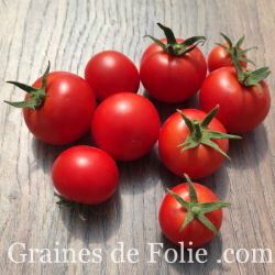 BIO TOMATE PIONNEER
