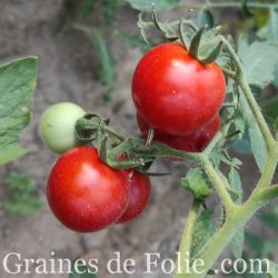 BIO TOMATE PIONNEER