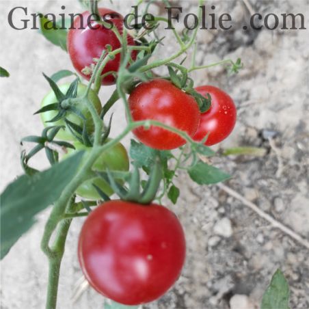 BIO TOMATE PIONNEER