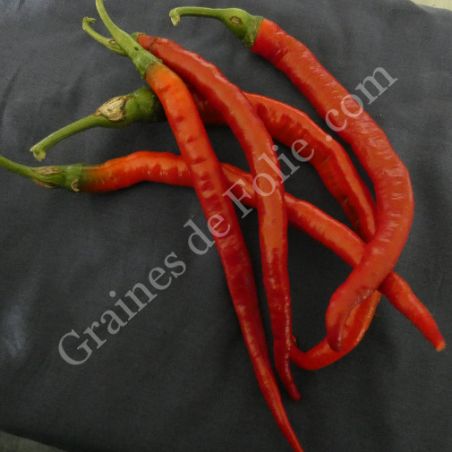  BIO PIMENT CAYENNE LONG