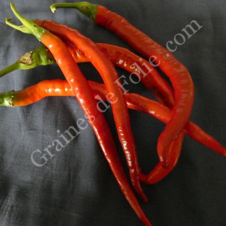 BIO PIMENT CAYENNE LONG  BIO PIMENT CAYENNE LONG