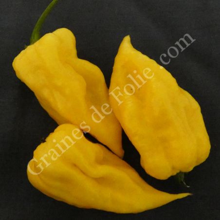  BIO PIMENT GIANT WHITE SCORPION