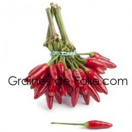  BIO PIMENT TABASCO