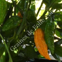  BIO PIMENT BHUT JOLOKIA ORANGE