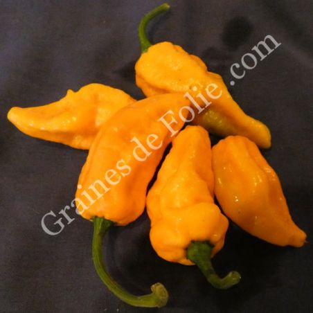  BIO PIMENT BHUT JOLOKIA ORANGE