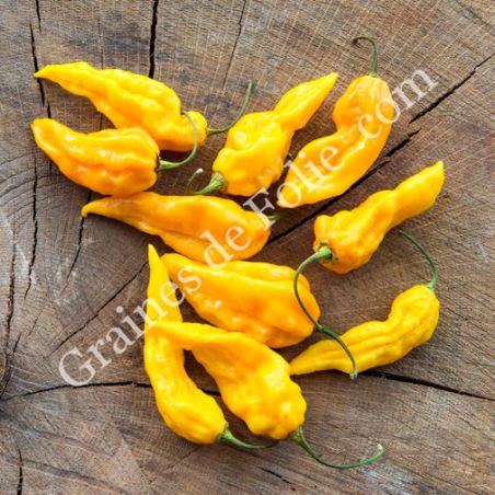 BIO PIMENT BHUT JOLOKIA JAUNE  BIO PIMENT BHUT JOLOKIA JAUNE
