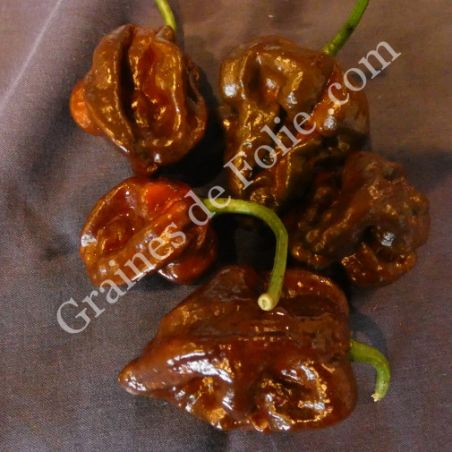  BIO PIMENT TRINIDAD SCORPION CHOCOLAT