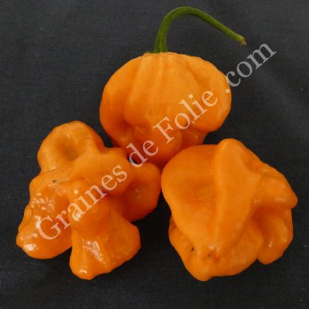  BIO PIMENT JAMAÏCAIN SCOTCH BONNET ORANGE