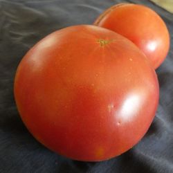 BIO TOMATE CLIMBING TRIP