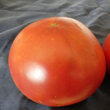 BIO TOMATE CLIMBING TRIP