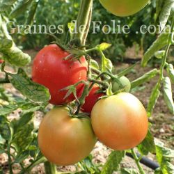  BIO TOMATE MONTFAVET